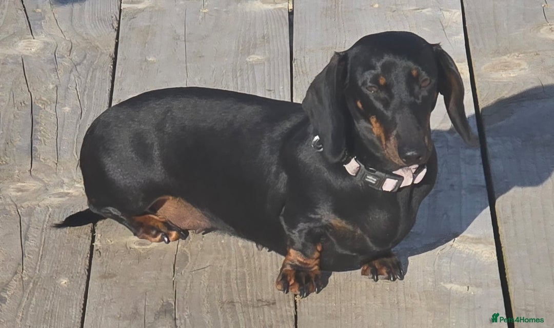 Miniature Dachshund dogs for sale: Miniature dachshund female - Image 9