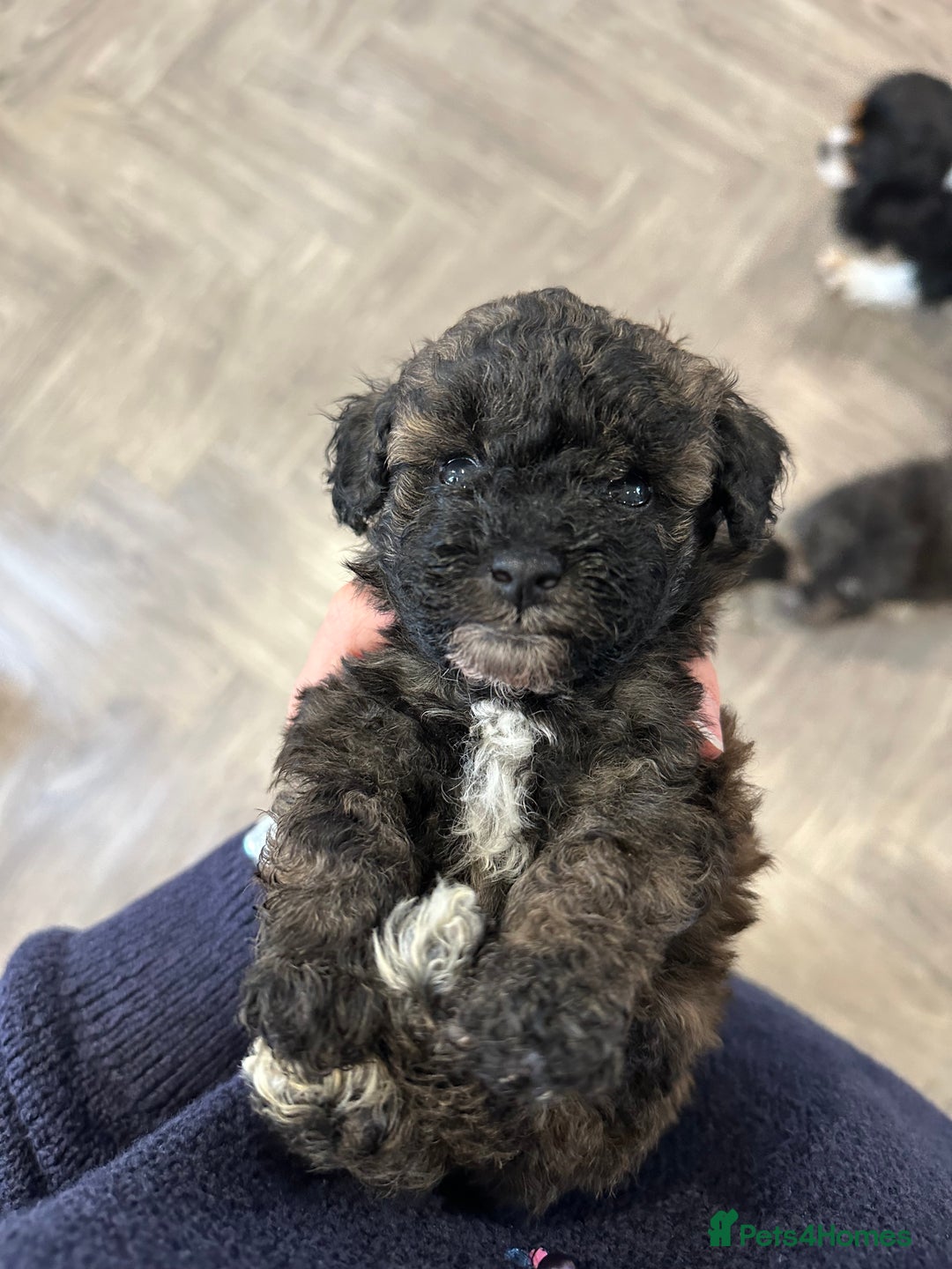 Toy Poodle dogs for sale: Kc Tiny toy poodles DNA 🧬 clear  - Advert 3