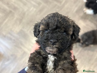 Toy Poodle dogs Kc toy poodles sable/brindle colours - Advert 1