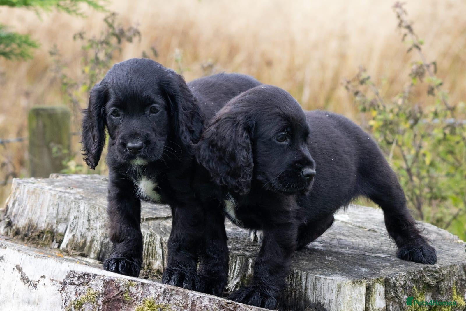 Cocker Spaniel dogs Stunning Black Cocker Puppies. Ready to leave 🌟 - Advert 1