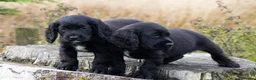 Cocker Spaniel dogs for sale: Stunning Black Cocker Puppies. Ready to leave 🌟 - Advert 3