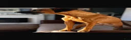 Rhodesian Ridgeback dogs for sale: Rhodesian Ridgeback puppies, health tested kc reg - Advert 26