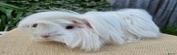 Guinea Pig rodents for sale: Female guinea pigs  - Advert 3
