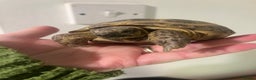 Tortoise reptiles for sale: Horsfield Tortoise - Advert 1