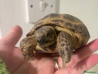 Tortoise reptiles Horsfield Tortoise - Advert 1