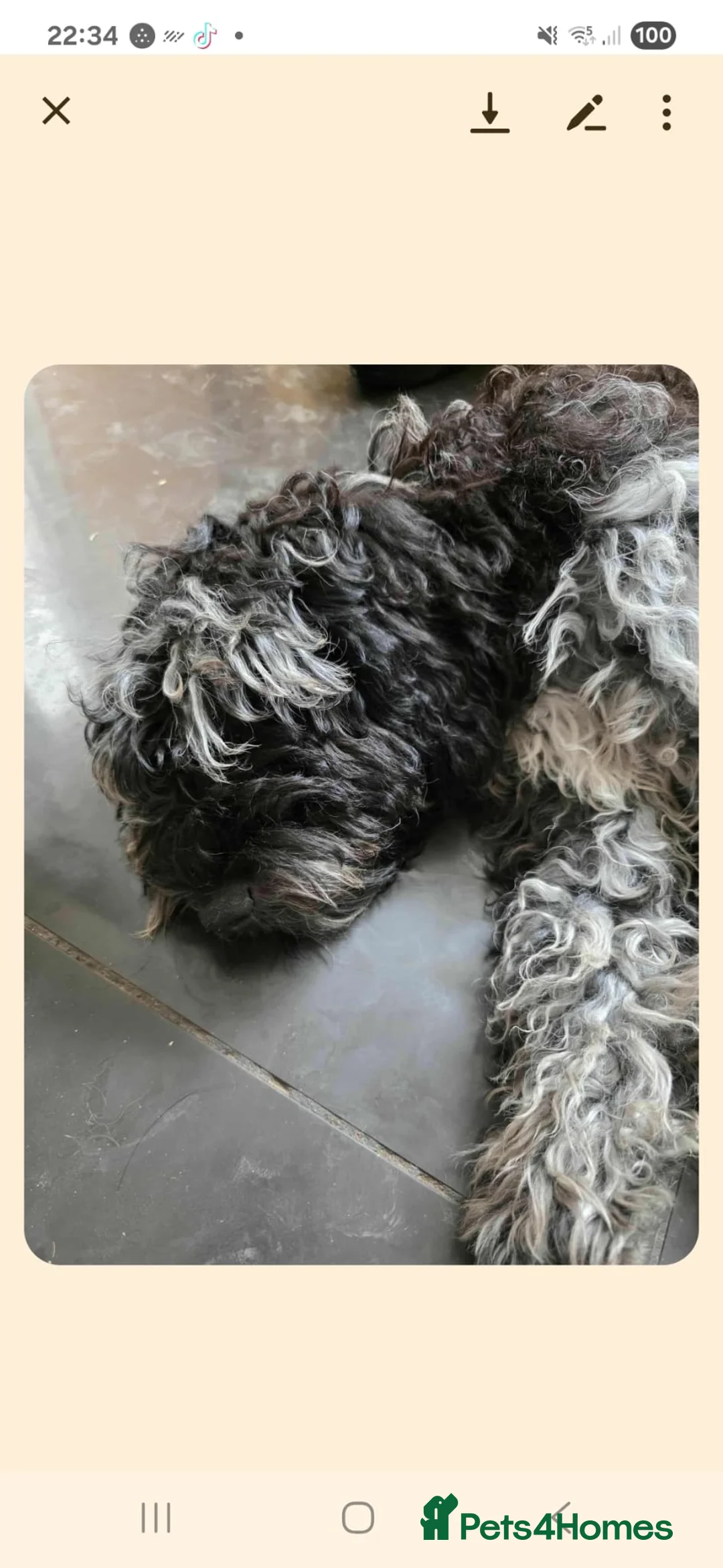 Labradoodle dogs for sale: labdoos - Advert 5