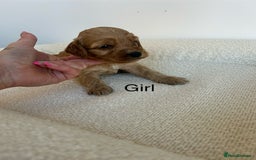 Cockapoo dogs for sale: Amazing mix of colours F1 Cockapoo pups - Image 18