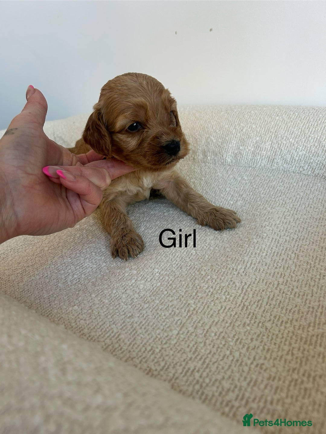 Cockapoo dogs for sale: Amazing mix of colours F1 Cockapoo pups - Image 18