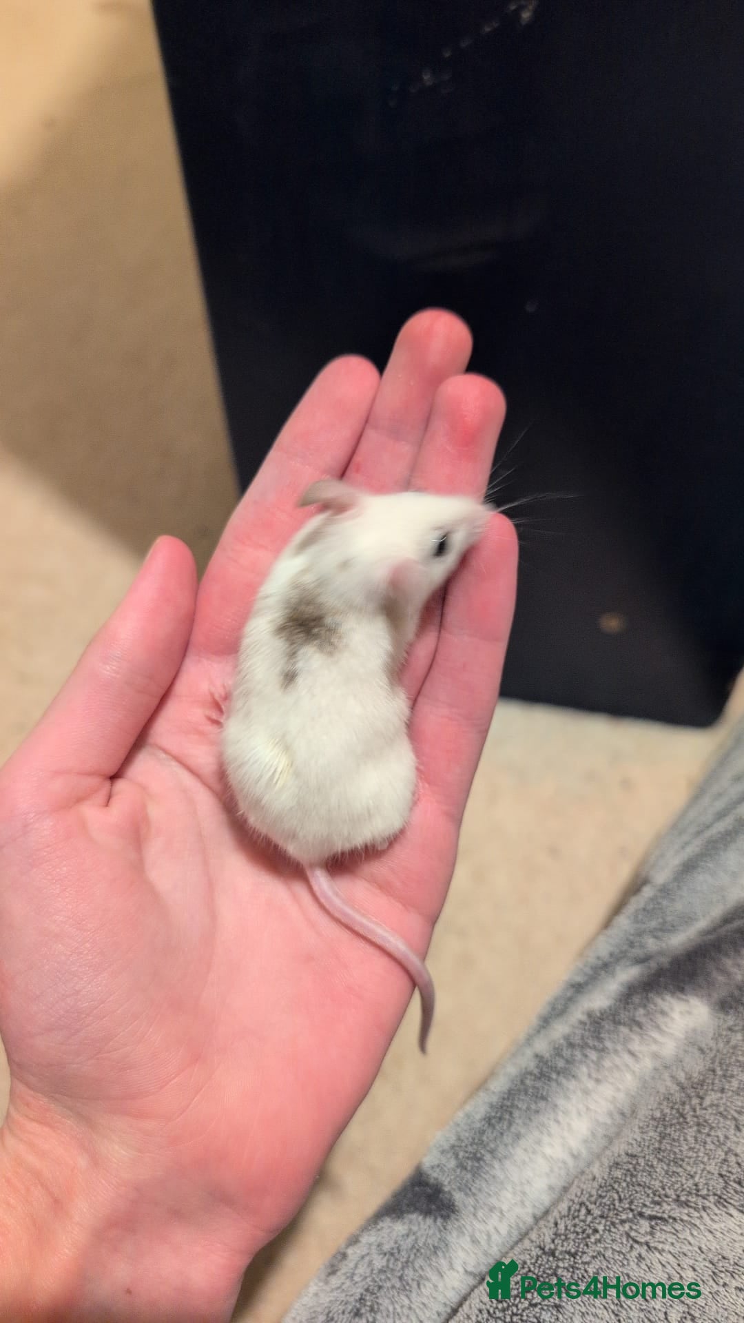 Mouse rodents for sale: Super tame handled African soft fur mice  - Image 23