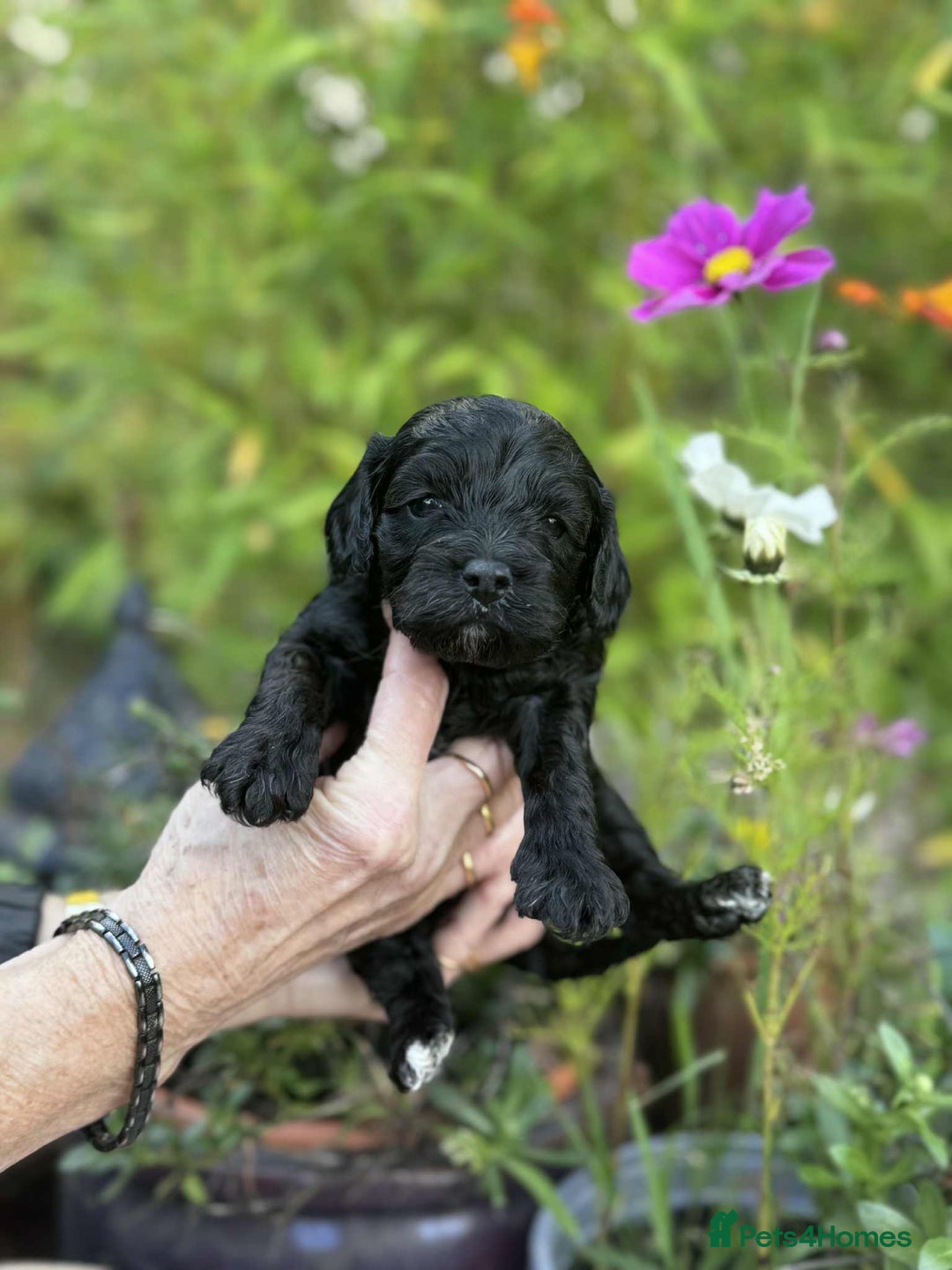 Cavapoo dogs for sale: Quality True mini Cavapoo Puppies in Eastleigh - Image 18