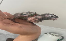 Mixed Breed birds for sale: Hand reared conures and avairy budgies  - Image 21