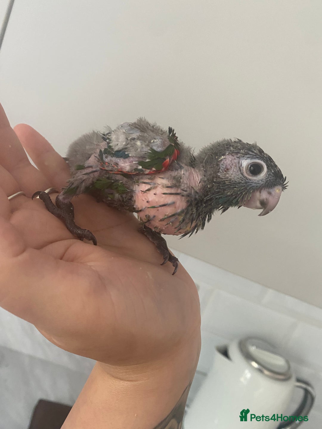Mixed Breed birds for sale: Hand reared conures and avairy budgies  - Image 21