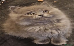 British Longhair cats for sale: Blue & Lilac Gorgeous British longhair kittens - Image 4