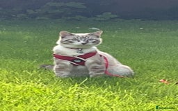 Ragdoll cats for sale: Milo & Smudge - Image 12