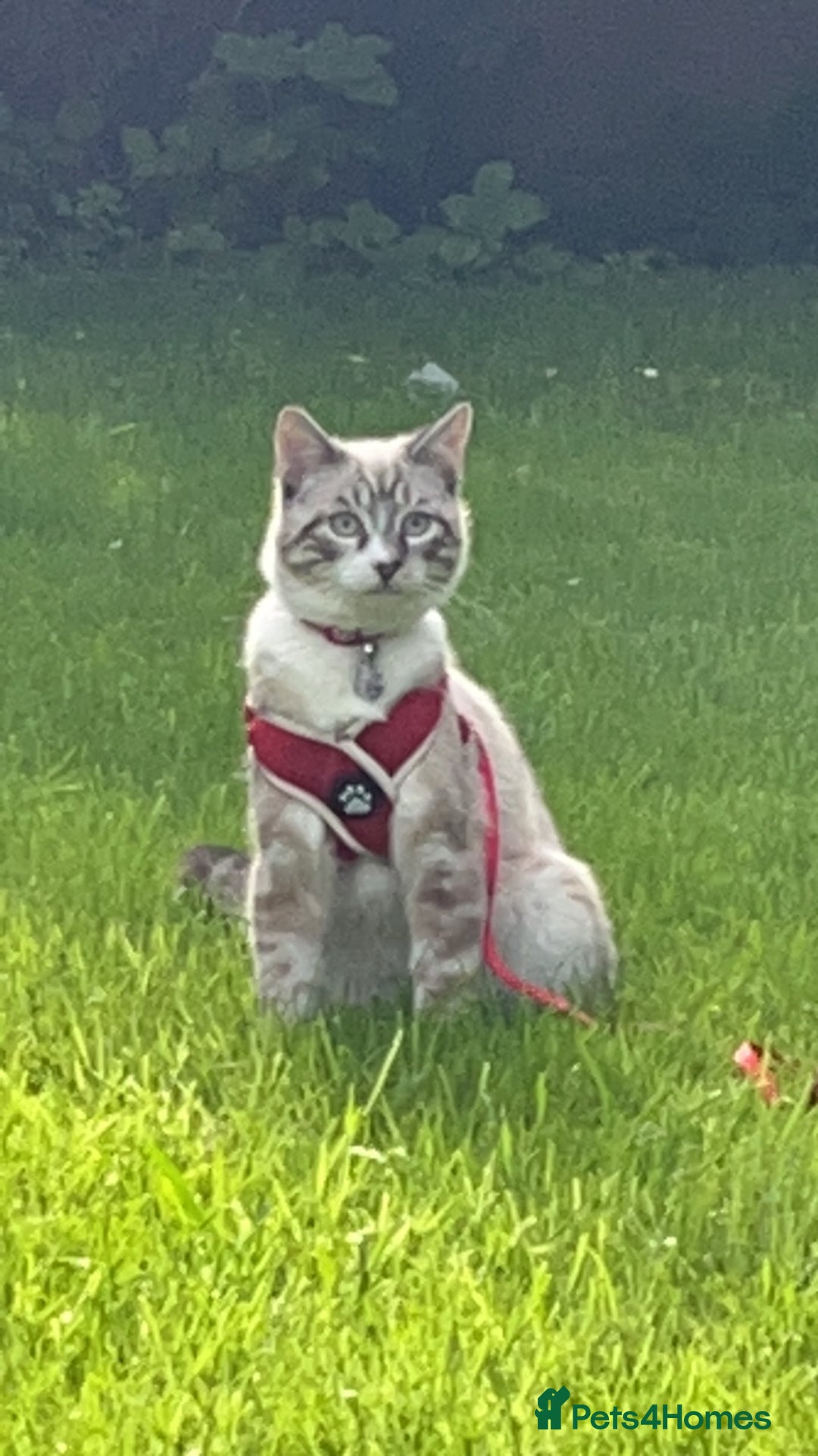 Ragdoll cats for sale: Milo & Smudge - Image 12