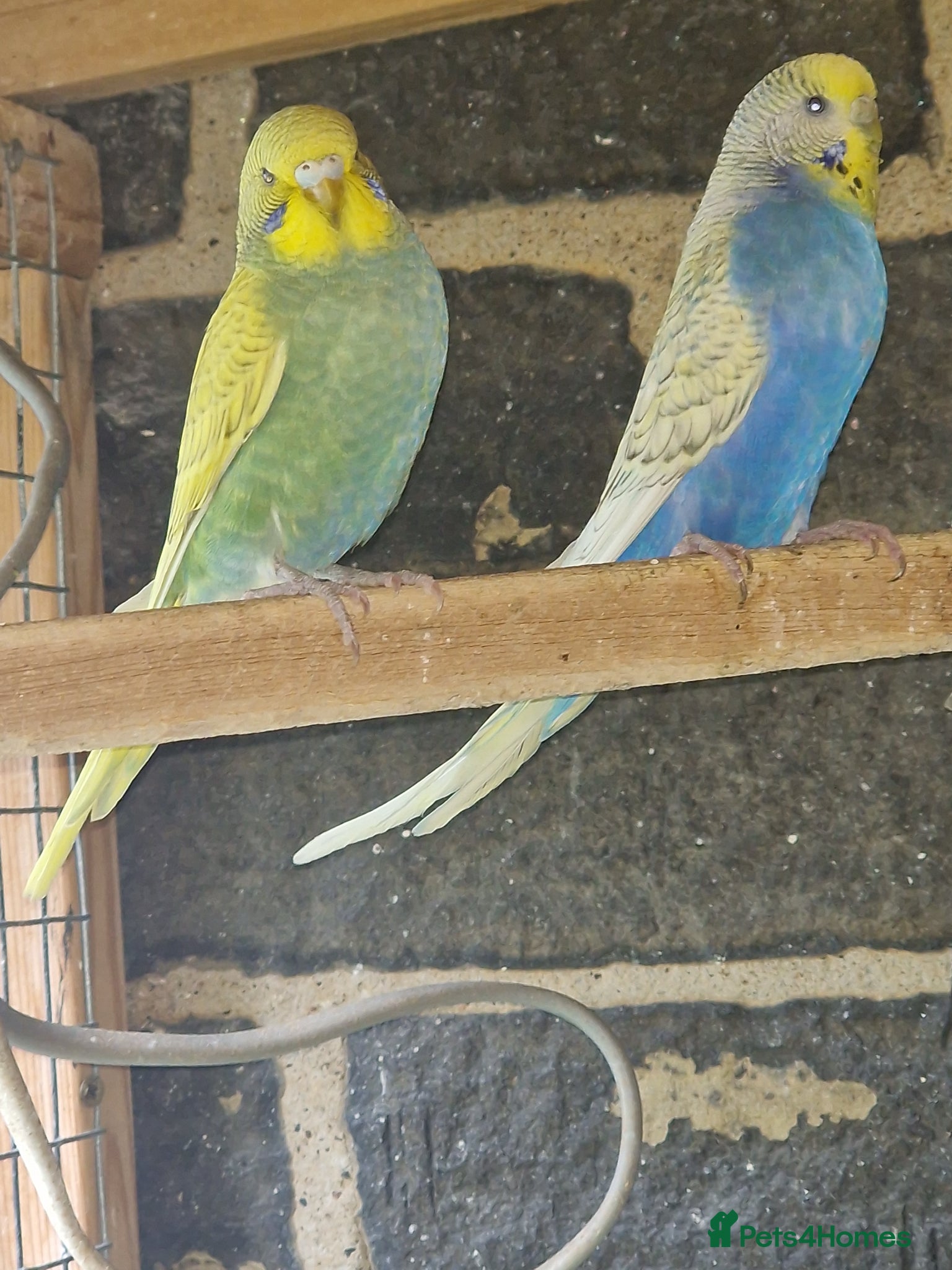 Budgerigars birds Budgies for sale  - Advert 1