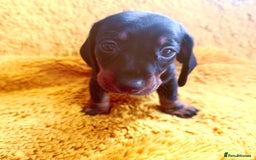 Dachshund dogs for sale: dachshund puppies  - Image 28
