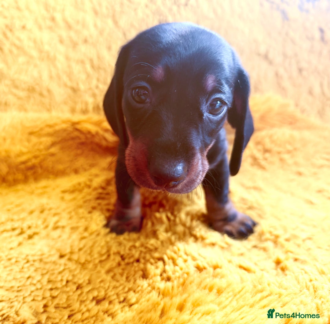 Dachshund dogs for sale: dachshund puppies  - Image 28