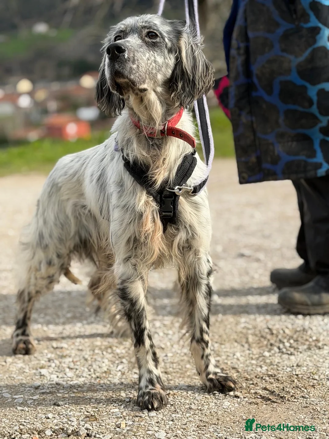 English Setter dogs for adoption: Iru   - Advert 5