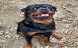 Rottweiler dogs for stud: Rottweiler Dog for Stud - Image 2