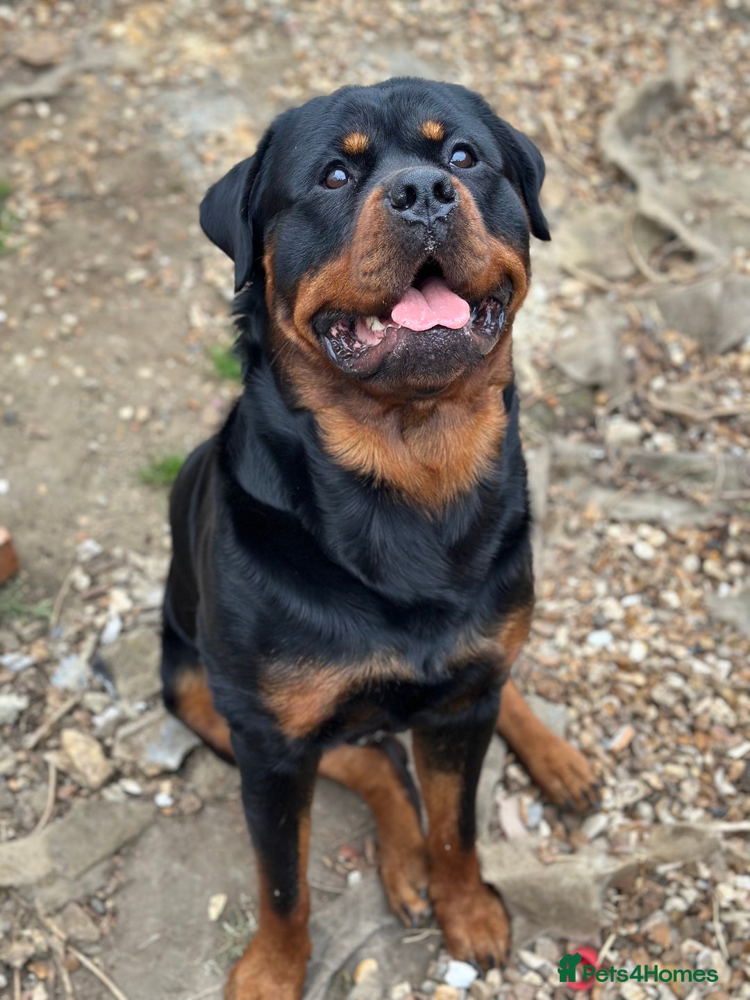 Rottweiler dogs for stud: Rottweiler Dog for Stud - Image 2