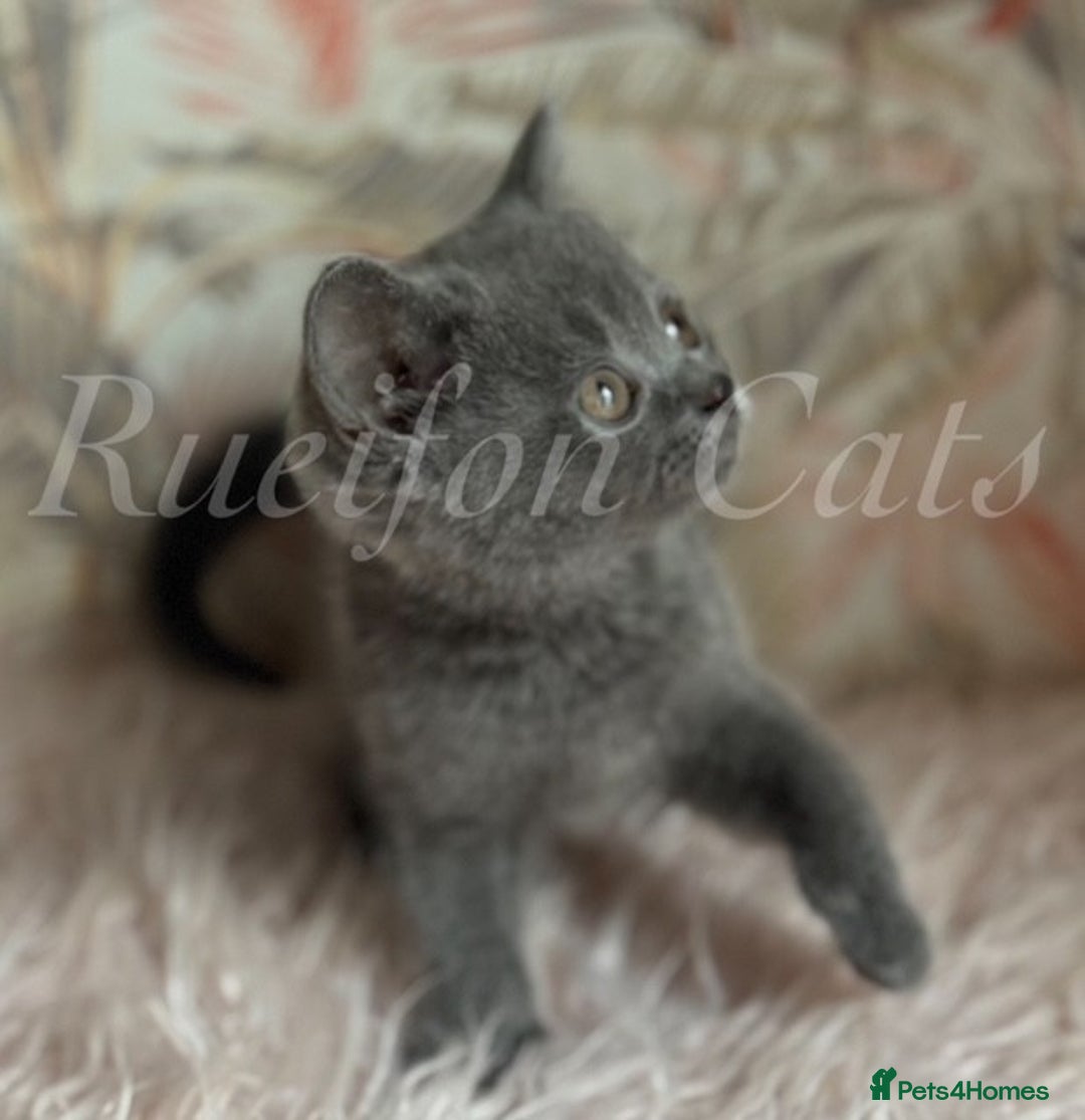 British Shorthair cats for sale: Gorgeous British Shorthair kittens GCCF registered - Image 4