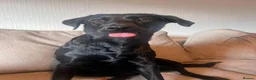 Labrador Retriever dogs for sale: Willow - Young Labrador looking for a special home - Advert 12