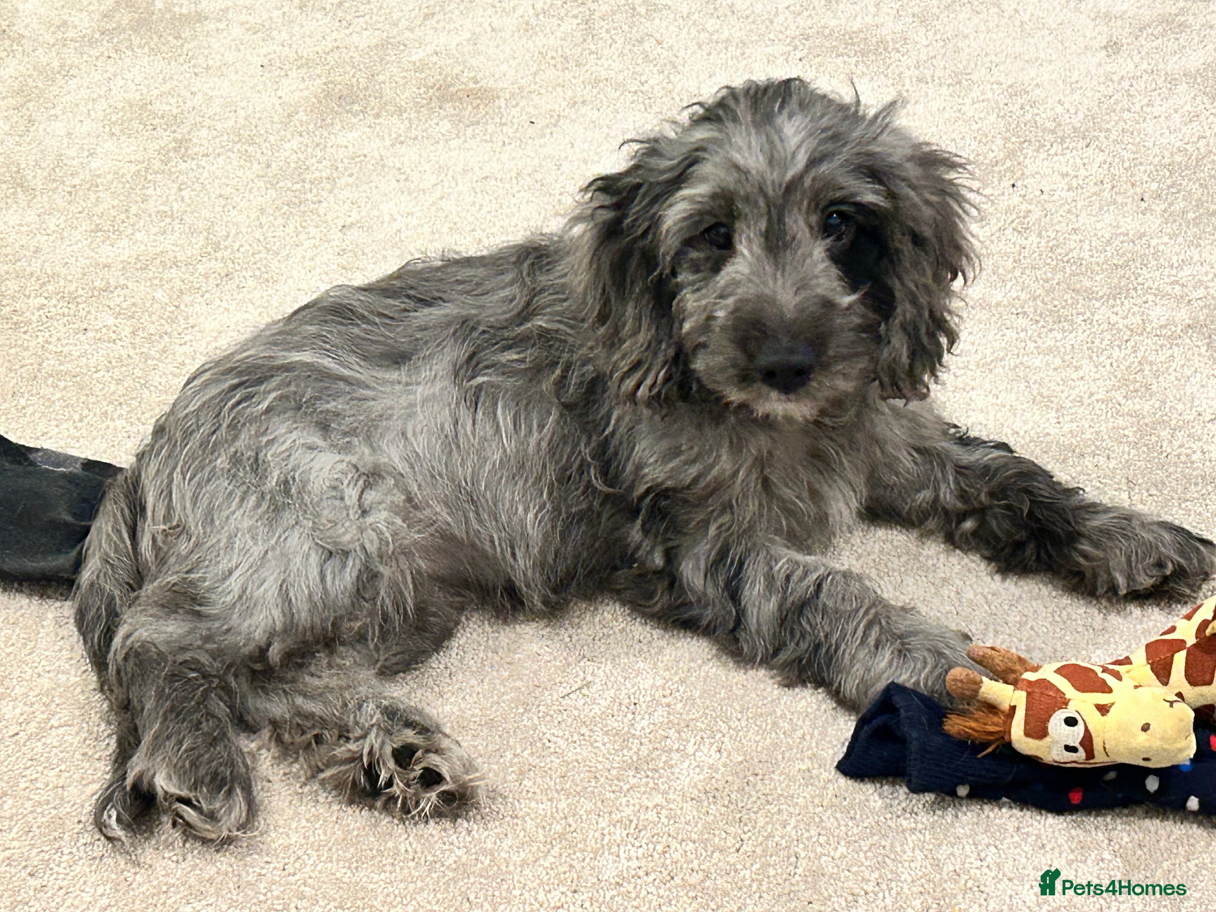 Cockapoo dogs Gorgeous F1 Cockapoo Puppies  - Advert 10