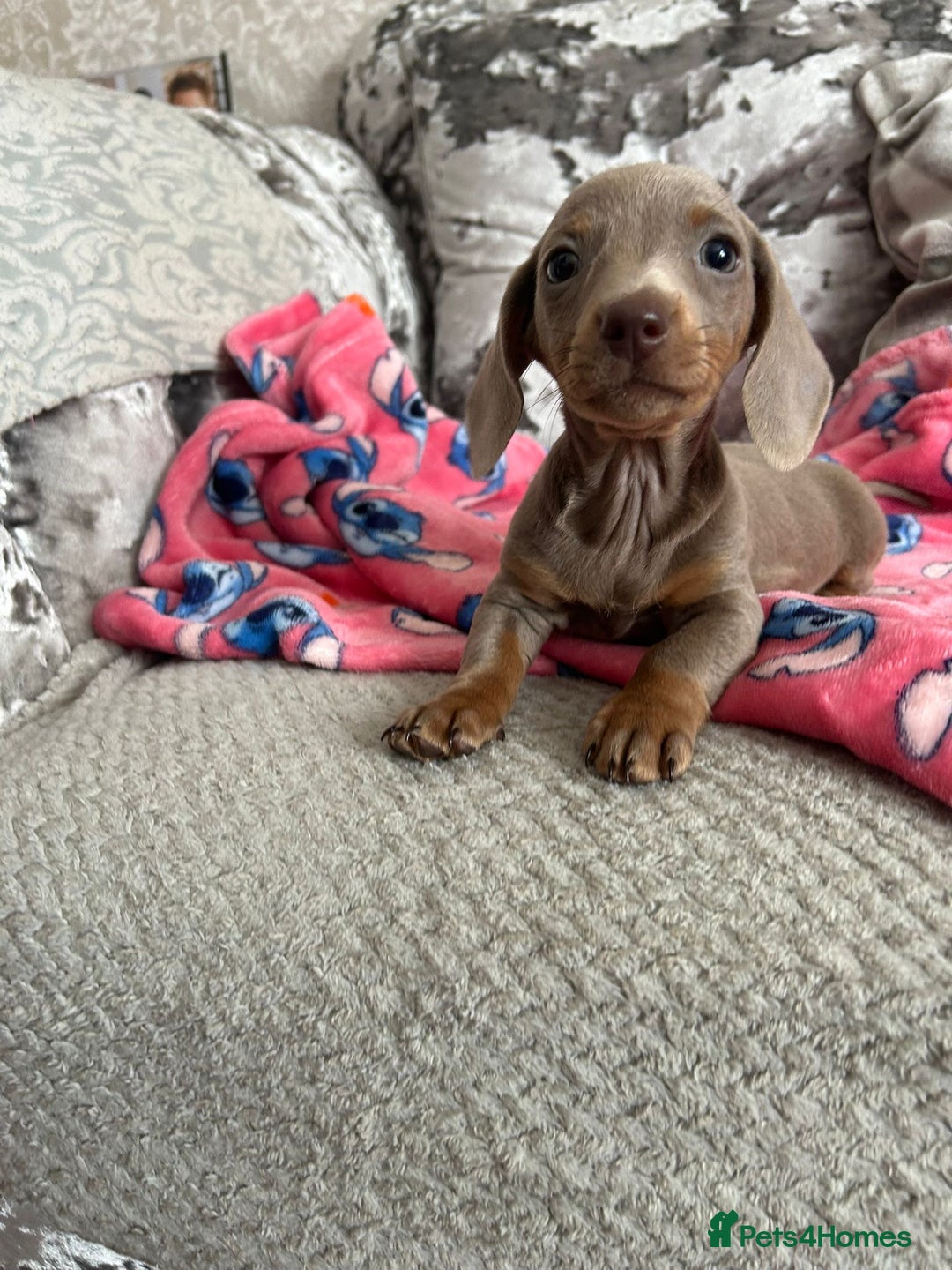 Miniature Dachshund dogs for sale: Miniature dachshund puppies - Image 8