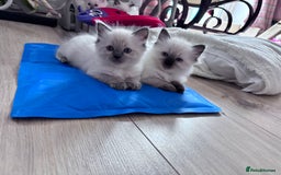 Ragdoll cats for sale: 5 Stunning Ragdoll Kittens  - Image 5