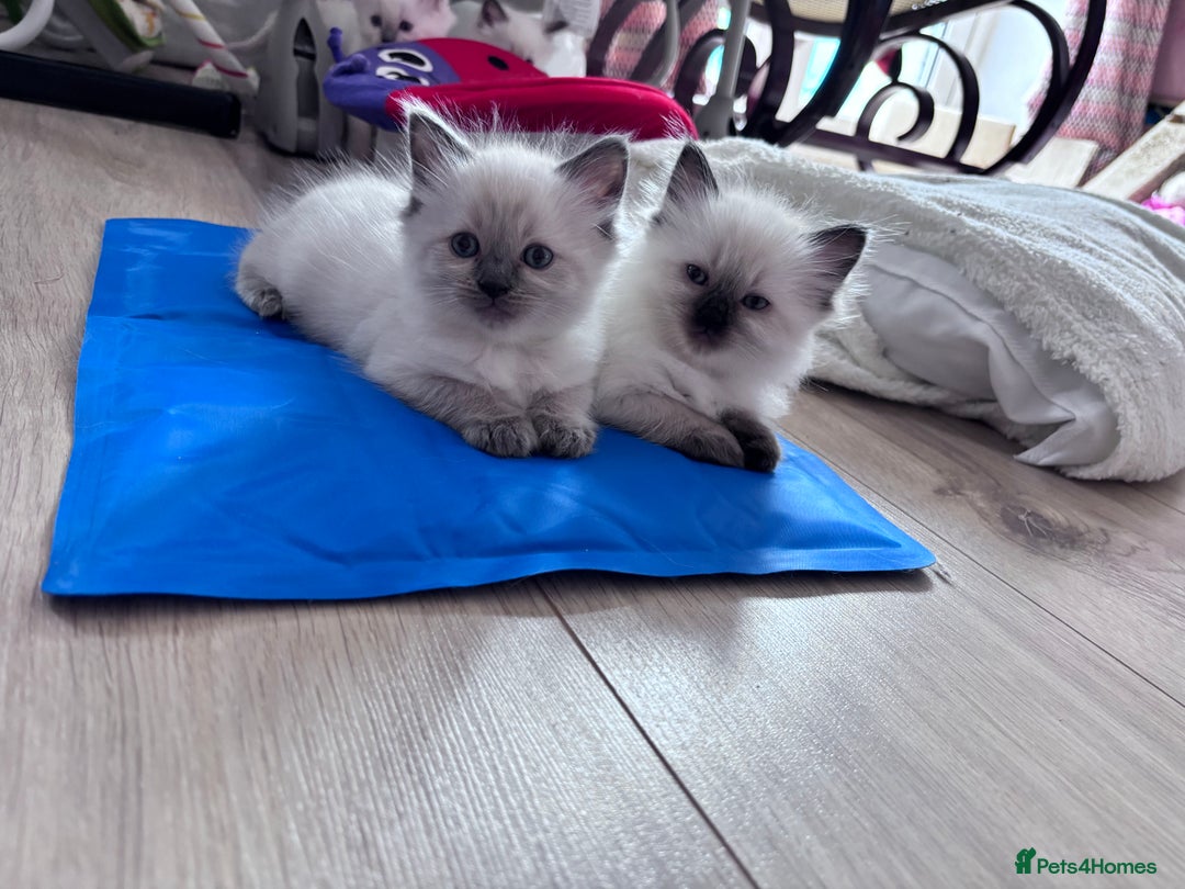 Ragdoll cats for sale: 5 Stunning Ragdoll Kittens  - Image 5