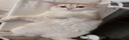 British Shorthair cats for stud: 🩵Tokito - AY12 Golden Blue BSH Stud - Advert 2