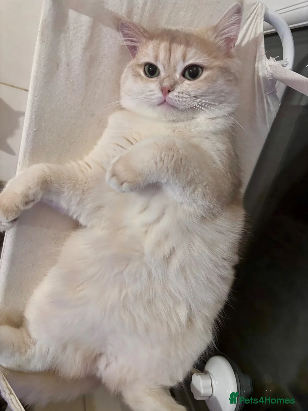 British Shorthair cats for stud: 🩵Tokito - AY12 Golden Blue BSH Stud - Advert 2
