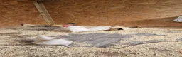 Chickens poultry for sale: 🐓 Serama Bantam Chickens & Roosters 🐓 - Advert 11