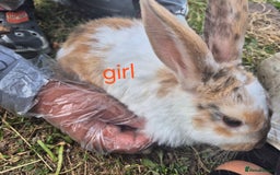 English rabbits for sale: Bunnies available - Image 7