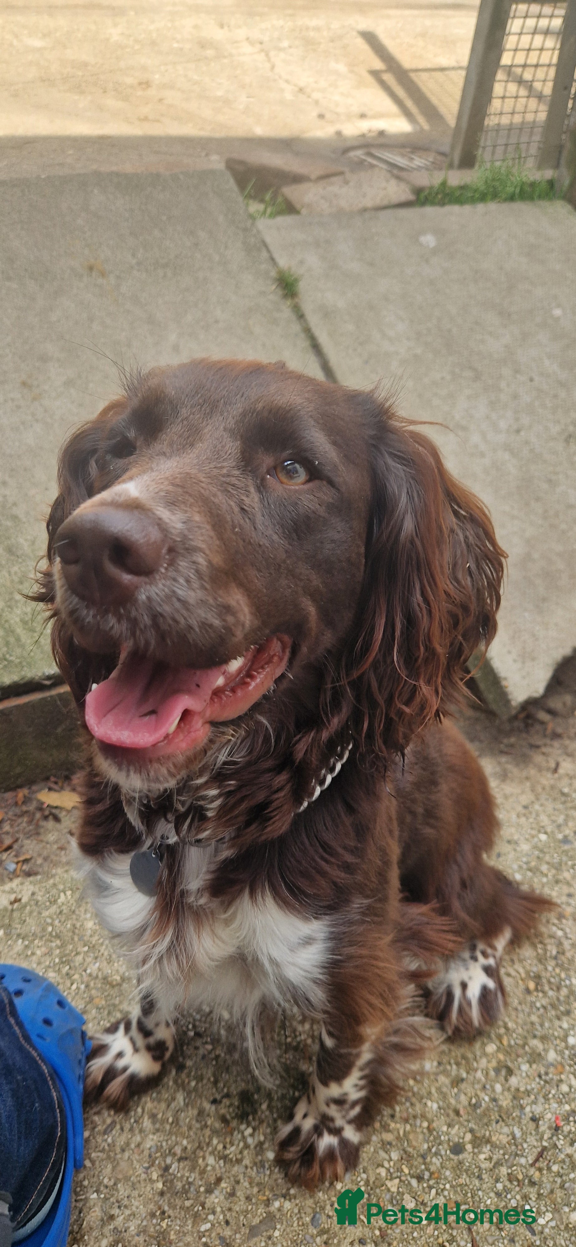 English Springer Spaniel dogs 2 Beautiful,chunky Springer boys - Advert 3
