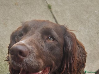 English Springer Spaniel dogs 2 Beautiful,chunky Springer boys - Advert 5