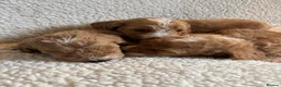 Cockapoo dogs for sale: F1bcockapoo puppies - DNA Health test clear  in Staines - Advert 14