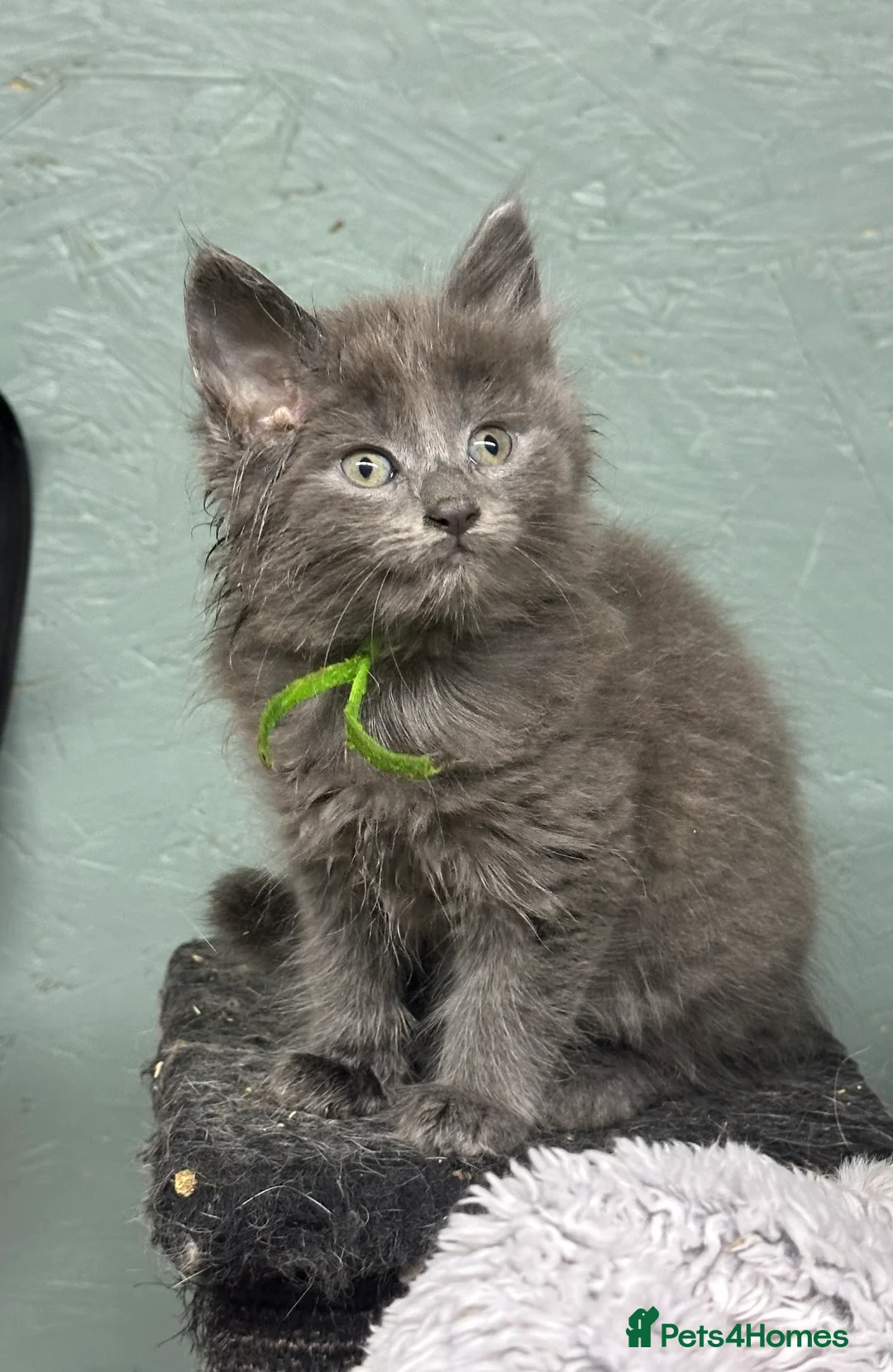 Maine Coon cats for sale: Mainecoons  - Advert 9