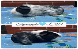 Guinea Pig rodents for sale: Guinea pig boars  - Image 16