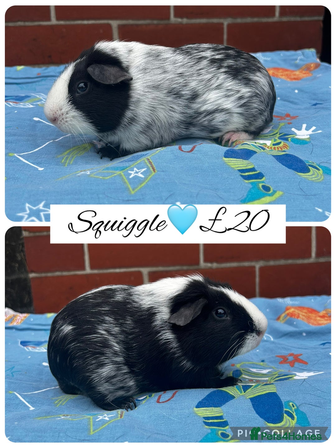 Guinea Pig rodents for sale: Guinea pig boars  - Image 16