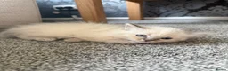 Ragdoll cats for sale: 2 Beautiful Female Ragdoll Kittens  - Advert 10