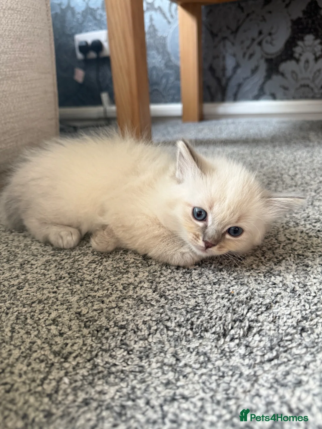 Ragdoll cats for sale: 2 Beautiful Female Ragdoll Kittens  - Advert 10