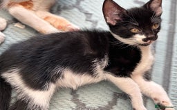 Domestic Shorthair cats for sale: Beautiful friendly Kittens  - Image 27