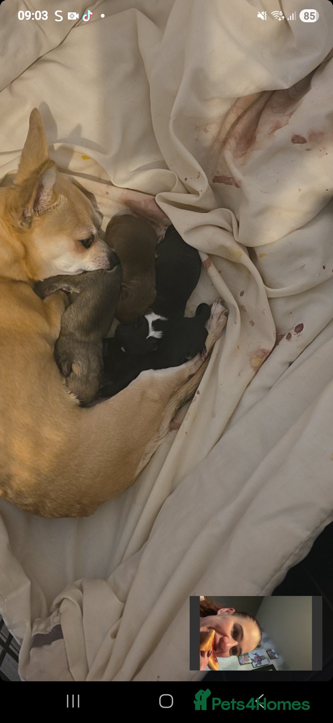 Chihuahua dogs for sale: 4 chihuahua girls - Advert 2