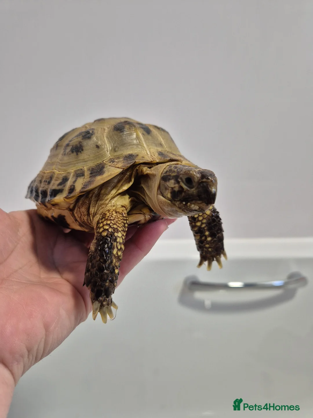 Tortoise reptiles for sale: 2 x Male horsfield tortoises in Bridlington - Advert 1