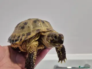 Tortoise reptiles 2 x Male horsfield tortoises in Bridlington - Advert 1