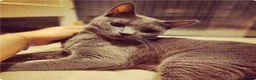 Chartreux cats for sale: French Chartreux - Passport, Affection and Health in Dundee - Advert 1