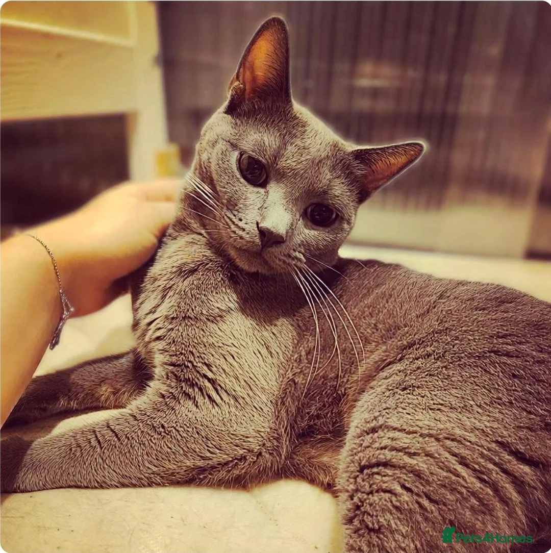 Chartreux cats for sale: French Chartreux - Passport, Affection and Health in Dundee - Advert 1