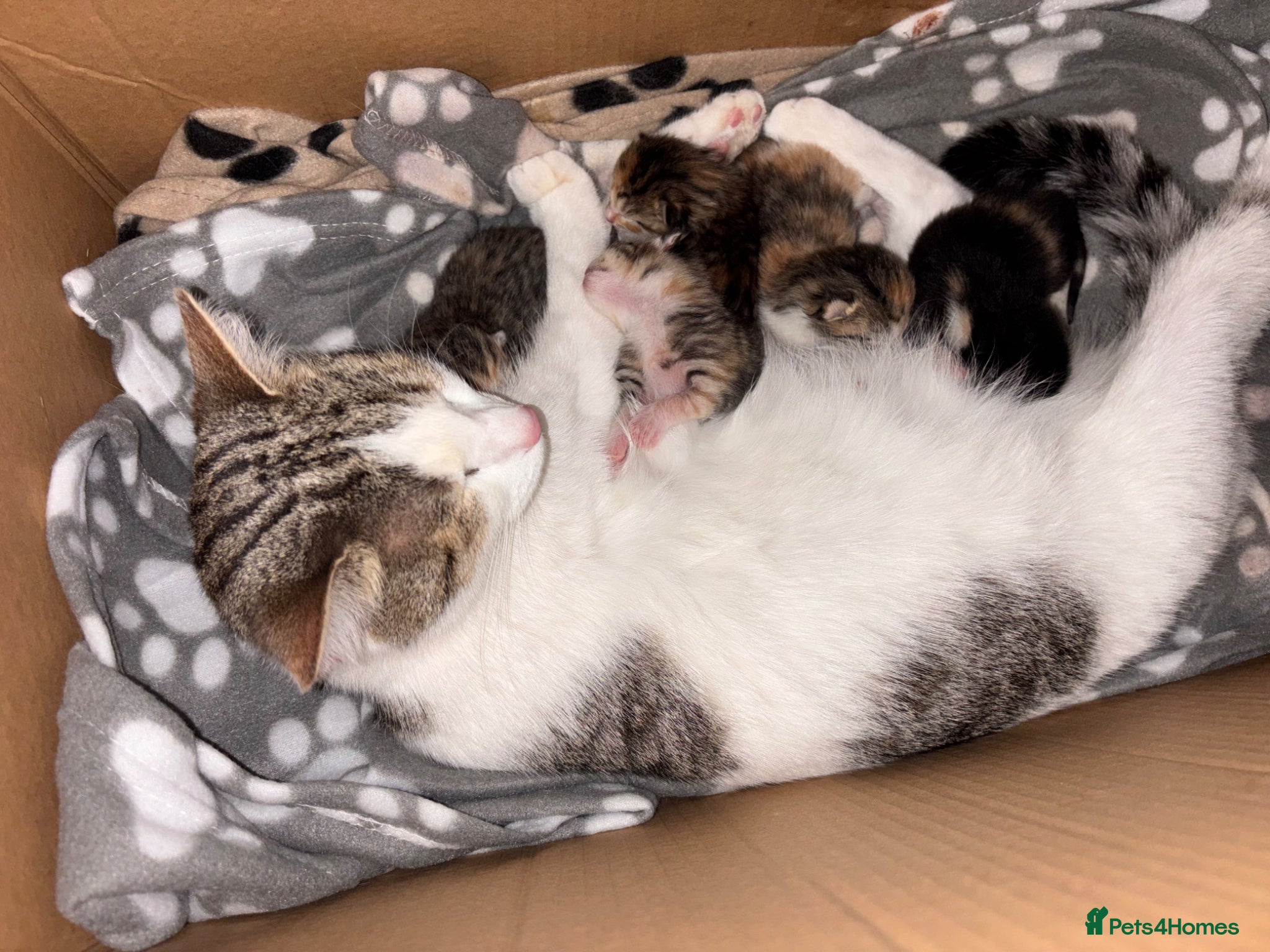 Mixed Breed cats 5 female kittens  - Advert 3